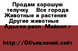 Продам хорошую телучку. - Все города Животные и растения » Другие животные   . Адыгея респ.,Майкоп г.